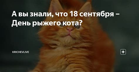 Особенности толкования встречи рыжего кота и женщины