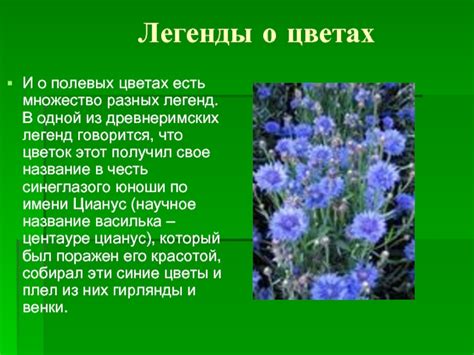 Особенности толкования сновидений о полевых цветах в разных культурах