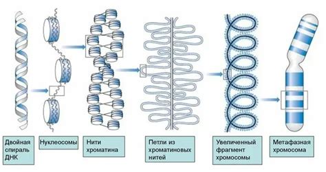 Особенности хроматина зернистого распределения