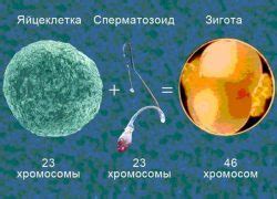 Особенности хромосом в яйцеклетке