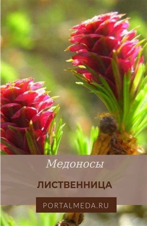 Особенности цветения и распространения синей пыльцы