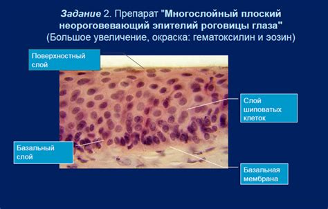 Особенности эпителиальных клеток пластами