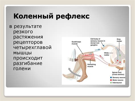 Остаточный рефлекс зеленый: что это такое и зачем он нужен?