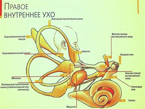 Острая болезнь уха: