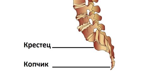 Острый копчик: причины, симптомы и способы лечения