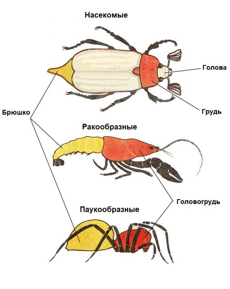 Отделы тела