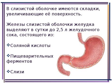 Отек слизистой оболочки желудка: как его распознать?