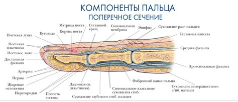 Отек среднего пальца