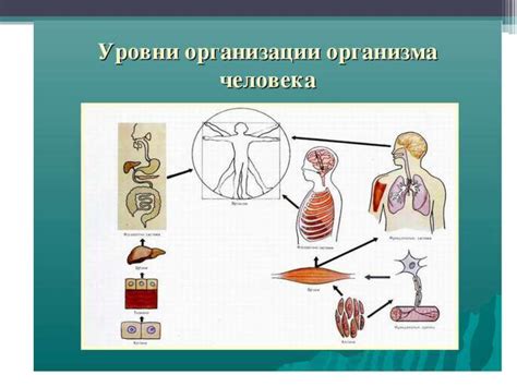 Отключение органов и систем