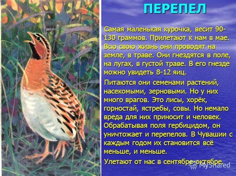 Откровение о скрытых значениях мужского сновидения о лакозной сельскохозяйственном животном