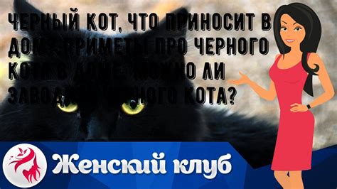 Откровение таинственной сущности черного кота обнажает его необъяснимую природу