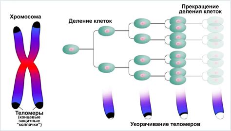 Откровение фактора влияния количества хромосом на организм