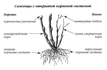 Открытая и закрытая корневая система: разница и особенности