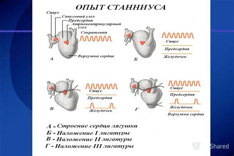 Открытие сердца и его связь с нашей физической и психической общественной жизнью