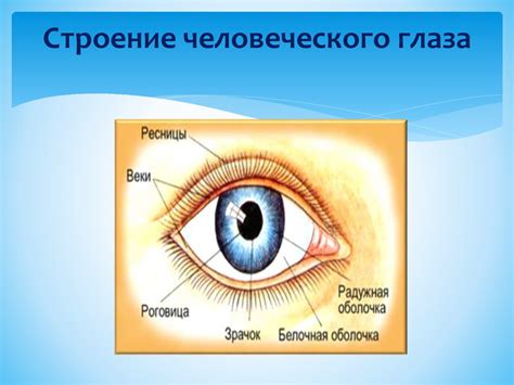 Открытость и закрытость: зашифрованные послания цвета радужной оболочки