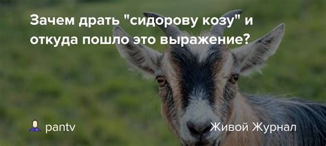 Откуда пошло выражение "драть как сидорову козу"?