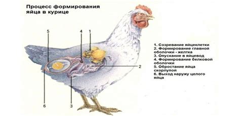 Откуда происходит яйцо: особенности снесения яиц у кур