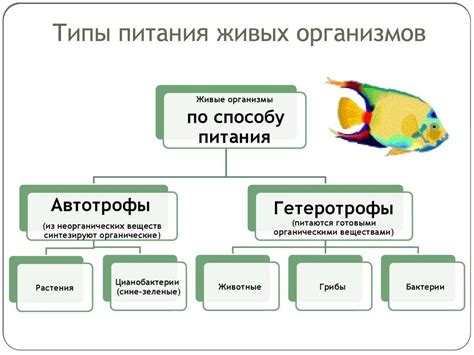 Отличие от автотрофных организмов