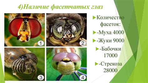 Отличительные особенности снов об насекомых на теле в большом количестве