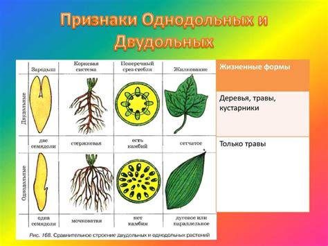 Отличительные особенности фотопериодных семян