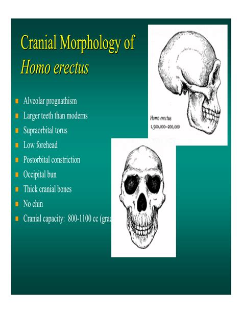 Отличительные черты анатомии Homo erectus