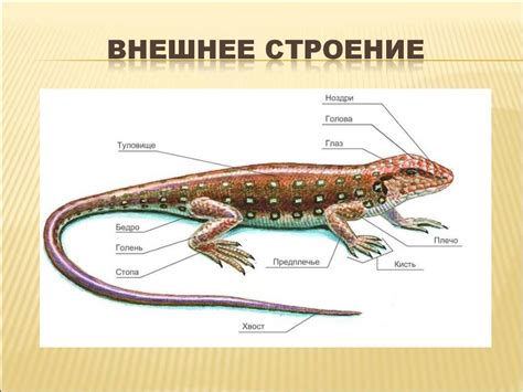 Отличительные черты внешнего вида