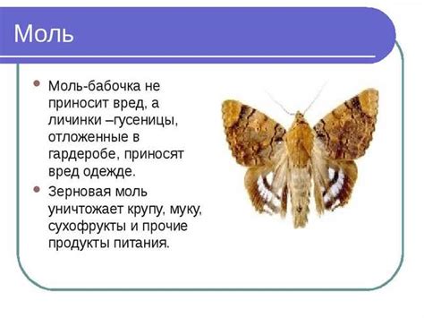 Отличительные черты цигейки: как различить ее от других насекомых?