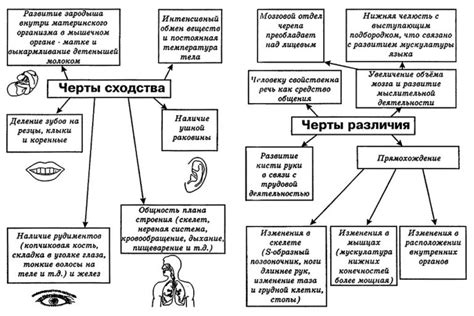 Отличия и сходства выражения "вах" с аналогичными словами в других языках