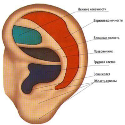 Отличия прокола ушей у детей и взрослых