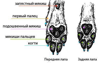 Отношение собачьих лижущихся лап к погоде