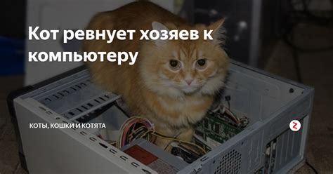 Отношения в сообществе кошек