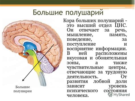 Отрицательные последствия неустойчивости состояния мозга для организма