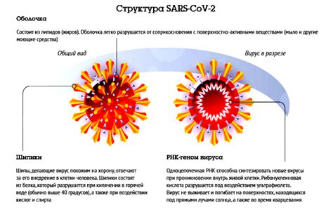 Отсутствие вируса: что это значит и какова его важность?