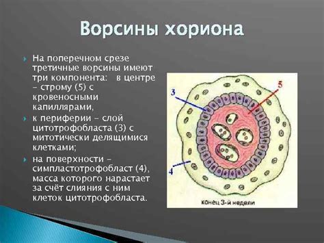 Отсутствие гистологии ворсины хориона