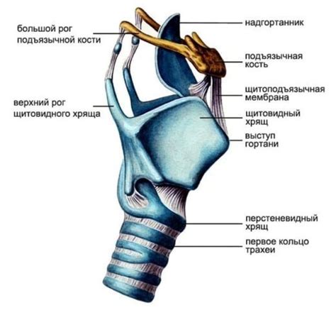 Отсутствие кадыка у мужчины