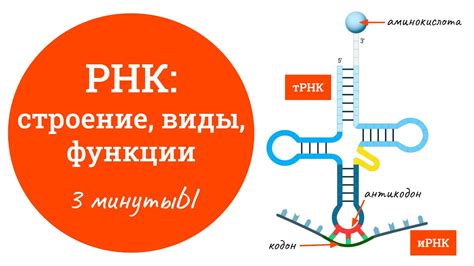 Отсутствие референтных значений РНК: понятие и индикаторы