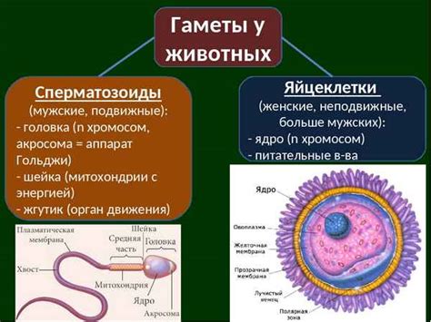 Отсутствие яйцеклетки и развитие фолликулов