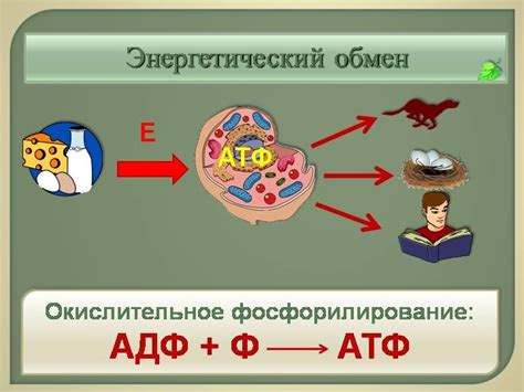 От чего зависит энергетический обмен при наличии зоба?