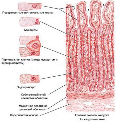 Очаговая атрофия слизистой: факторы