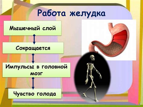 Очаговая гиперемия в слизистой двенадцатиперстной кишке: причины и механизмы возникновения