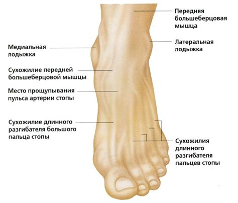 Очаговые причины опухания щиколотки ноги: что это такое и почему это важно