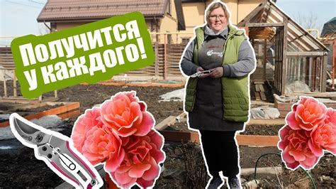 Очистка розы кардана от паутины