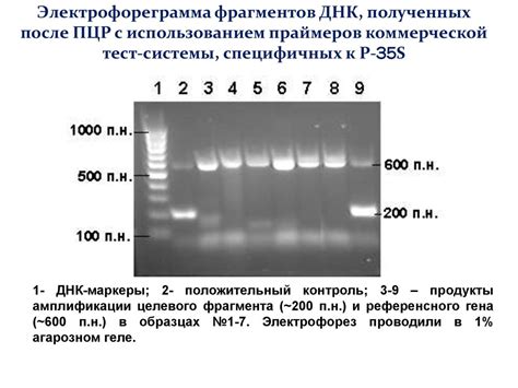 ПЦР отрицательный: следствия и рекомендации