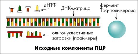 ПЦР-плюс: перспективы развития