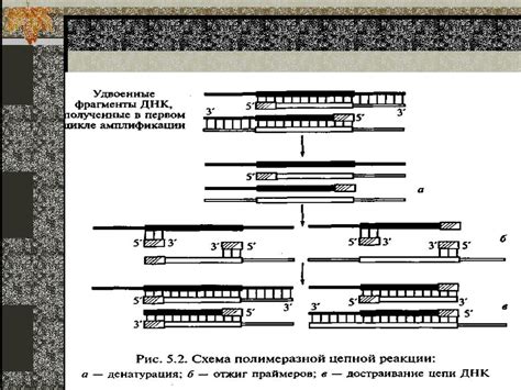 ПЦР-положительный: основные понятия