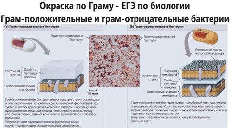 Палочки грамм положительные: