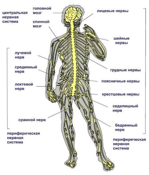 Пальцы и нервная система человека