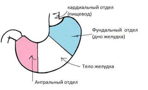 Пангастрит: что это и какие симптомы проявляются