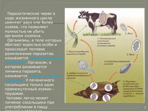 Паразитические инфекции и связанные с ними проблемы