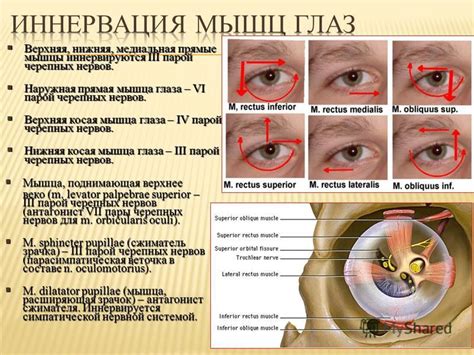 Парез глазных мышц: особенности и проявления